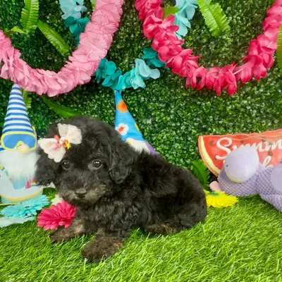 Female Mini Poodle puppy named Koala for sale at Puppy Dreams - Denton.