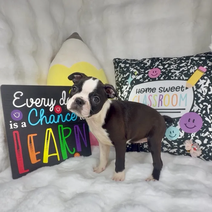 Female Boston Terrier puppy named Apple for sale at Puppy Dreams - Denton.