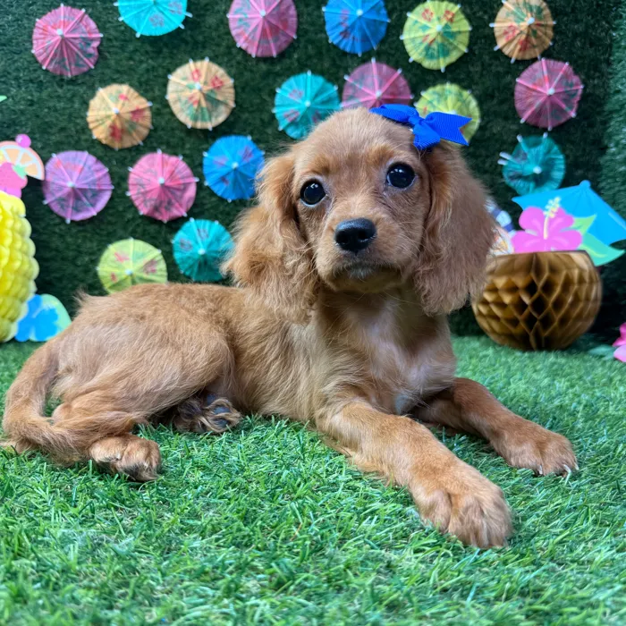 Female Cavapoo puppy named Hazel for sale at Puppy Dreams - Carrollton.
