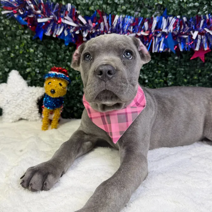 Female Cane Corso puppy named Queen for sale at Puppy Dreams - Garland.