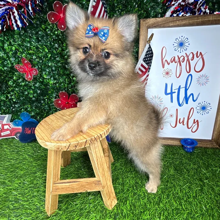 Female Pomeranian puppy named *Freedom* for sale at Puppy Dreams - Mansfield.