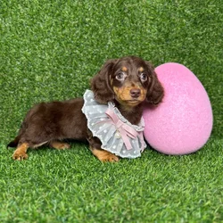 car_main_img_/media/ap_media/pets/FJGEEBLGAGXQ120370.webp.250x250_q85.webp
