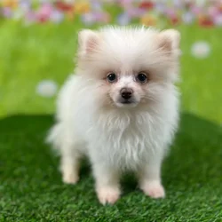 car_main_img_/media/ap_media/pets/FJQKQWFVELVQ129964.webp.250x250_q85.webp