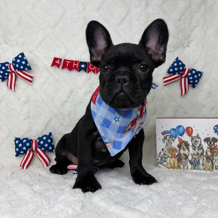 Male French Bulldog puppy named Duke for sale at Puppy Dreams - Garland.