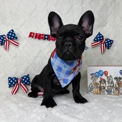 Male French Bulldog puppy named Duke for sale at Puppy Dreams - Garland.