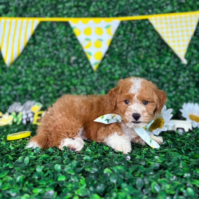 Male Bichon-Poodle puppy named Teddy for sale at Puppy Dreams - North Richland Hills.