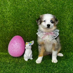 car_main_img_/media/ap_media/pets/FKGVVYECOUOO119238.webp.250x250_q85.webp