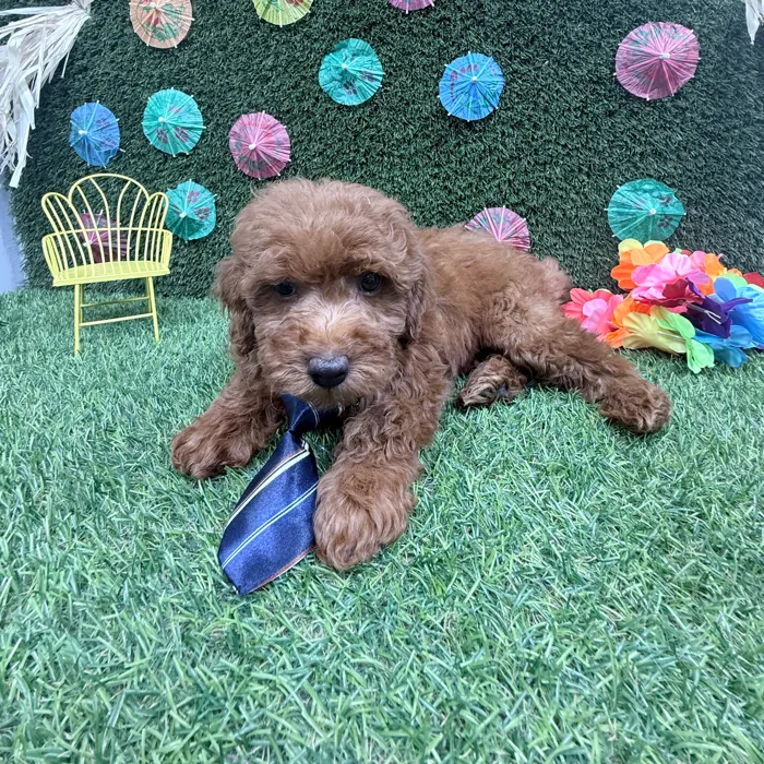 Male Mini Goldendoodle puppy named Bentley for sale at Puppy Dreams - Carrollton.