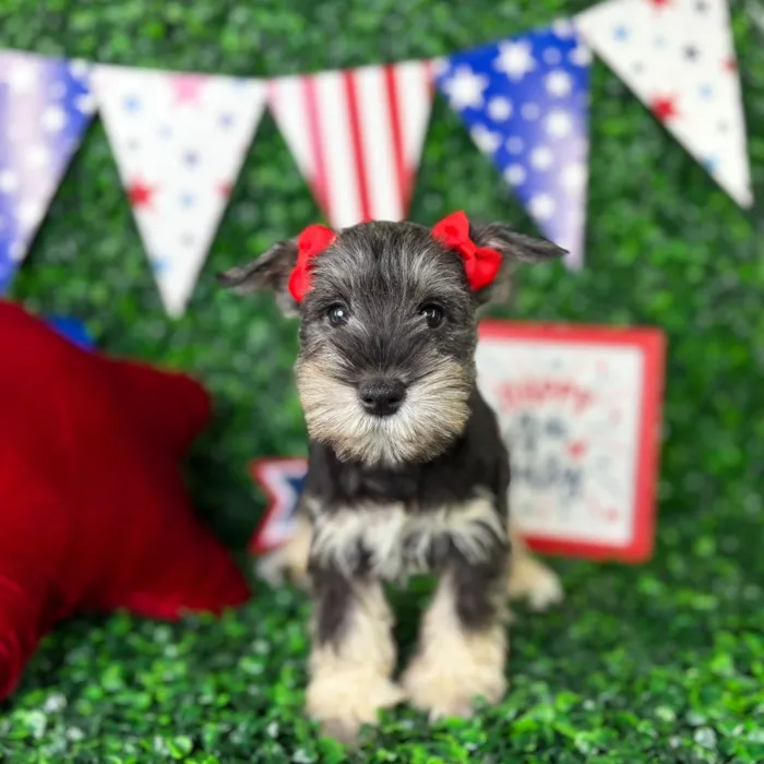 Female Mini Schnauzer puppy named Luna for sale at Puppy Dreams - North Richland Hills.