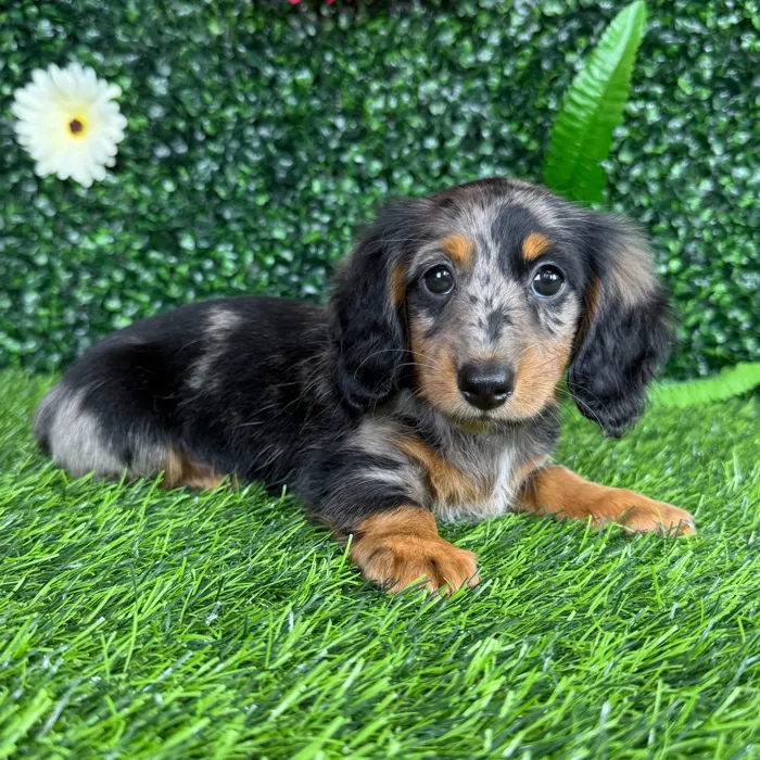 Female Dachshund puppy named Serena for sale at Puppy Dreams - Denton.