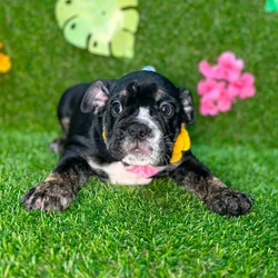 car_main_img_/media/ap_media/pets/FOEUJDHOOLNK132278.webp.250x250_q85.webp