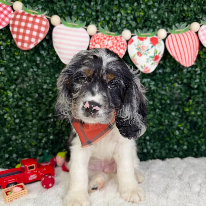 Male Cocker Spaniel puppy named Clover for sale at Puppy Dreams - Garland.