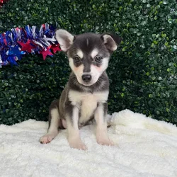 Male Alaskan Klee Kai puppy named Thor for sale at Puppy Dreams - Garland.