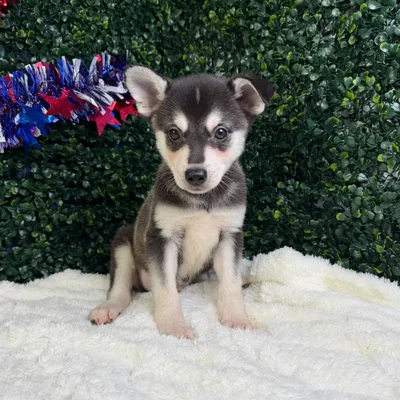 Male Alaskan Klee Kai puppy named Thor for sale at Puppy Dreams - Garland.