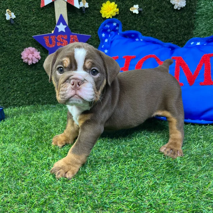 Male English Bulldog puppy named Waffle for sale at Puppy Dreams - Carrollton.