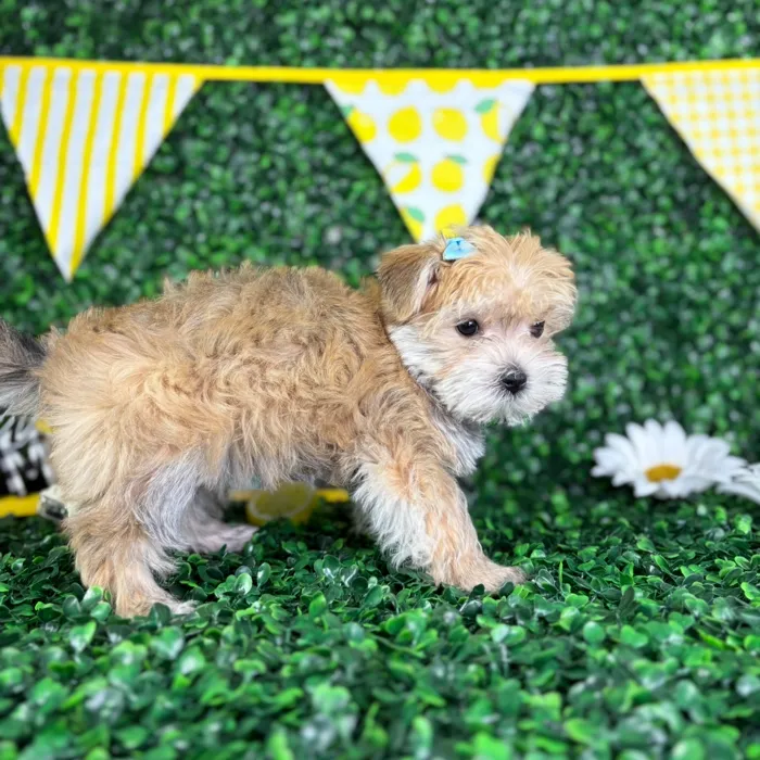 Female Morkie puppy named Katy for sale at Puppy Dreams - North Richland Hills.