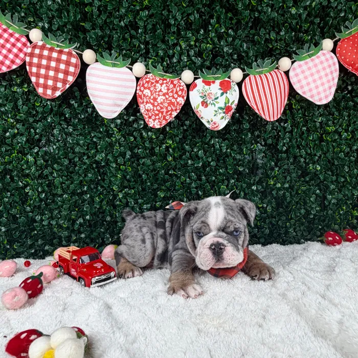 Male English Bulldog puppy named Tank for sale at Puppy Dreams - Garland.