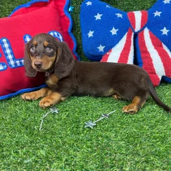 Female Dachshund puppy named Muffin for sale at Puppy Dreams - Arlington.