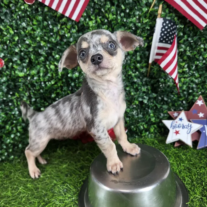 Female Chihuahua puppy named *Churro* for sale at Puppy Dreams - Mansfield.