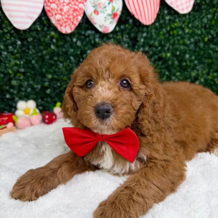 Male Mini Goldendoodle puppy named Milo for sale at Puppy Dreams - Garland.