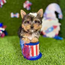 car_main_img_/media/ap_media/pets/FRUTCPGDUAGL130074.webp.250x250_q85.webp