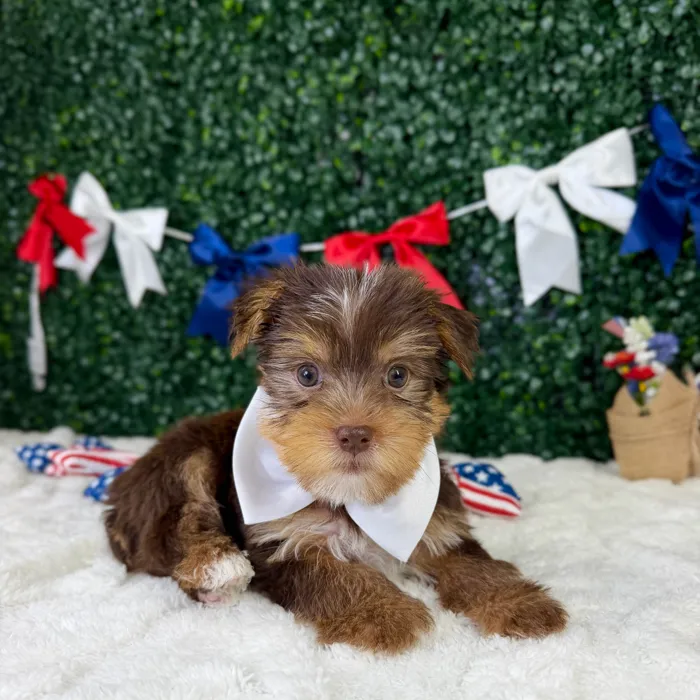 Male Yorkie puppy named Cherrio for sale at Puppy Dreams - Garland.