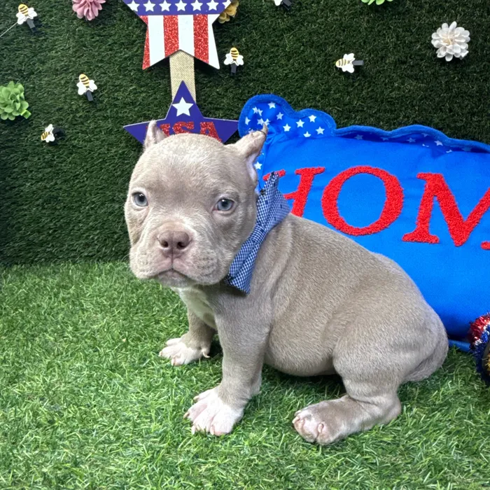 Male American Bully puppy named Draco for sale at Puppy Dreams - Carrollton.