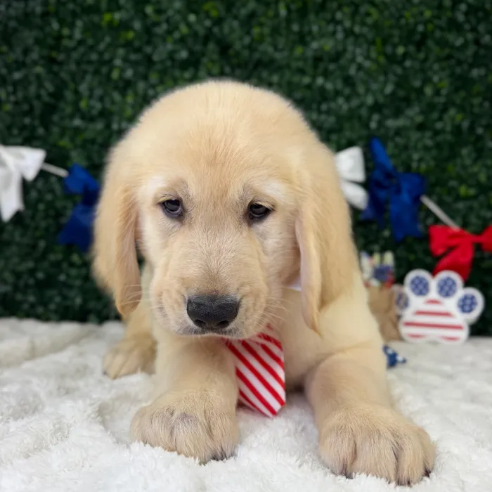 Male Golden Retriever puppy named Arlo for sale at Puppy Dreams - Garland.