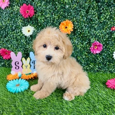 Female Maltipoo puppy named Emerald Jade for sale at Puppy Dreams - Denton.