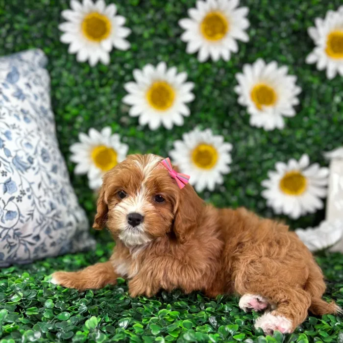 Female Cavapoo puppy named Paris for sale at Puppy Dreams - North Richland Hills.