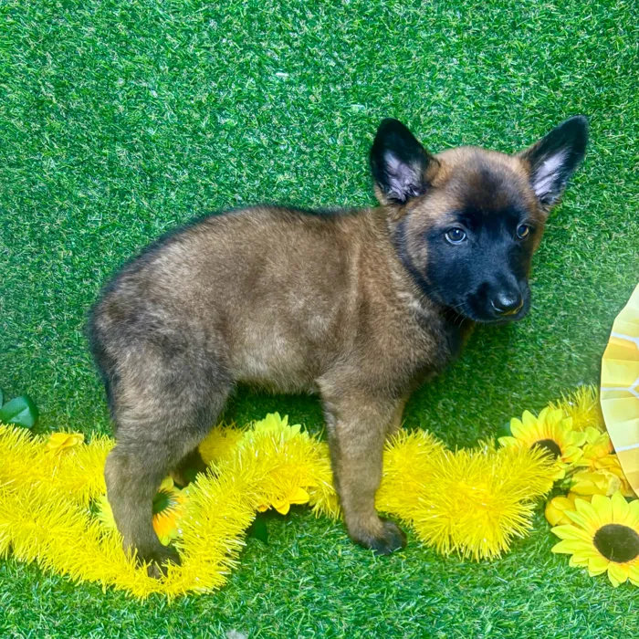 Female Belgian Malinois puppy named Tammy for sale at Puppy Dreams - Arlington.