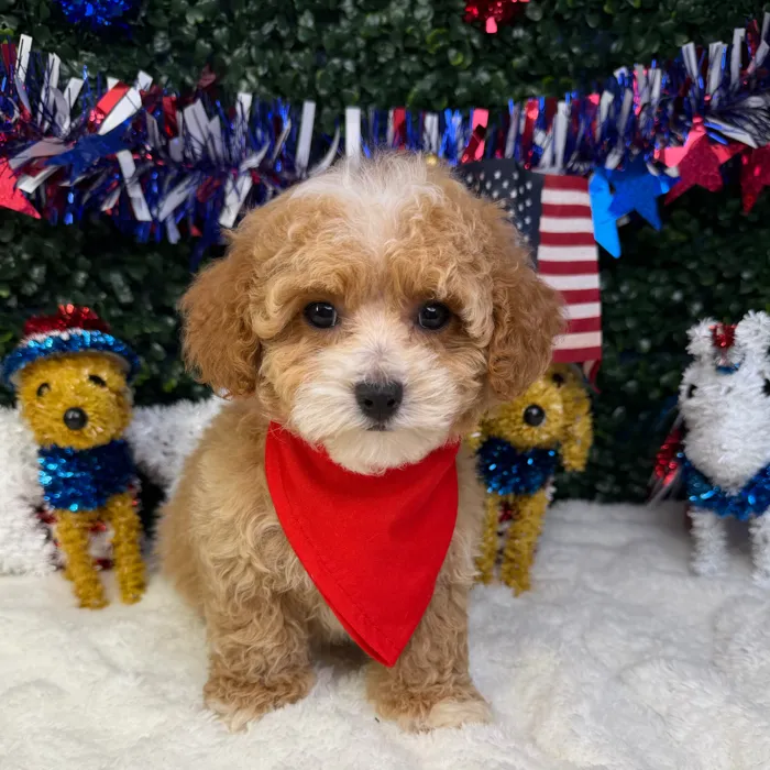 Male Mini Poodle puppy named Milo for sale at Puppy Dreams - Garland.