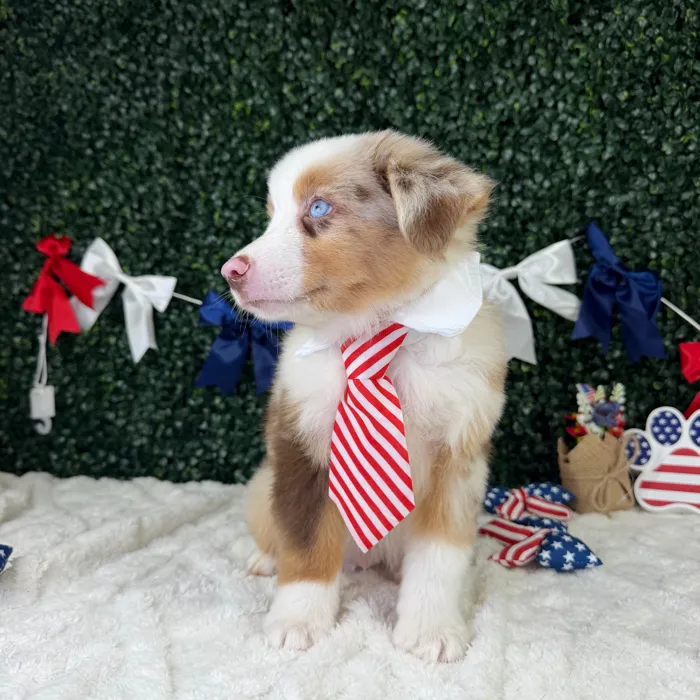Male Mini Aussie puppy named Ranger for sale at Puppy Dreams - Garland.