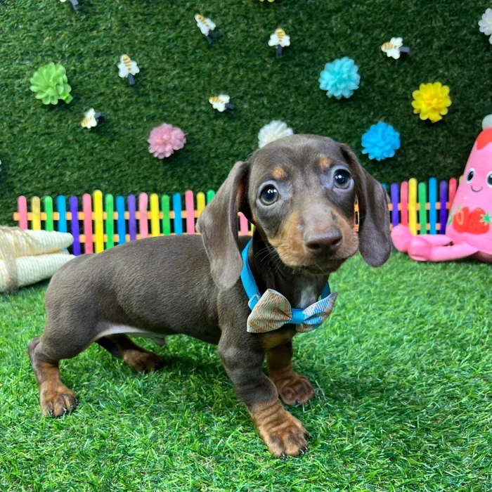 Male Dachshund puppy named Chocco for sale at Puppy Dreams - Carrollton.
