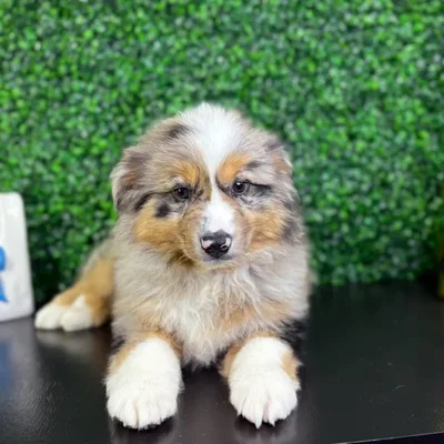 Female Miniature American Shepherd puppy named Hazel for sale at Puppy Dreams - North Richland Hills.