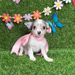 car_main_img_/media/ap_media/pets/FYDDXKFRSMPH123436.webp.250x250_q85.webp