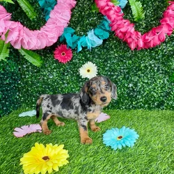 Female Dachshund puppy named Sandra Oh for sale at Puppy Dreams - Denton.