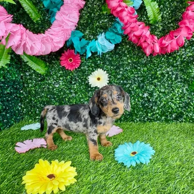 Female Dachshund puppy named Sandra Oh for sale at Puppy Dreams - Denton.
