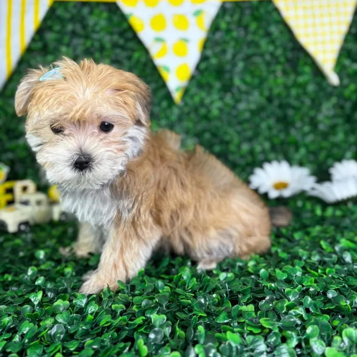 Female Morkie puppy named Katy for sale at Puppy Dreams - North Richland Hills.