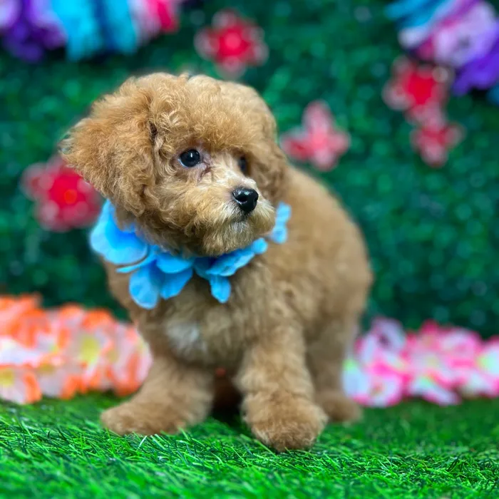 Male Mini Poodle puppy named *Aspen* for sale at Puppy Dreams - Mansfield.