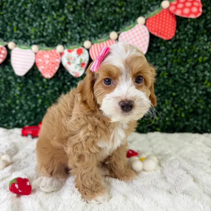 Female Cockapoo puppy named Daisy for sale at Puppy Dreams - Garland.