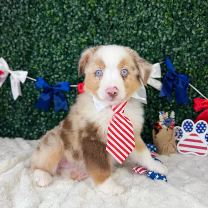 Male Mini Aussie puppy named Ranger for sale at Puppy Dreams - Garland.