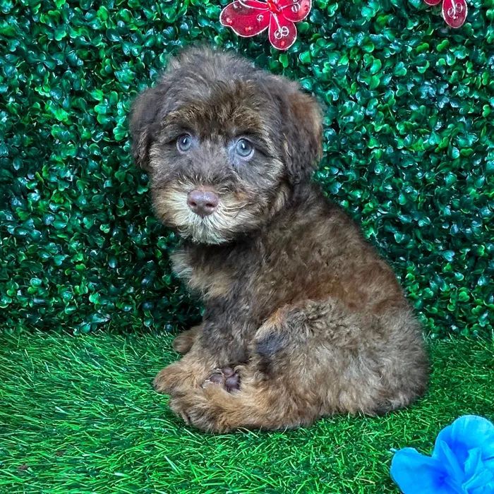 Male Schnoodle puppy named *Root* for sale at Puppy Dreams - Mansfield.