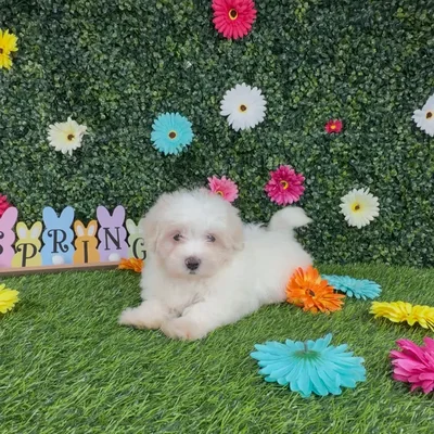 Female Maltese puppy named Cirrus for sale at Puppy Dreams - Denton.