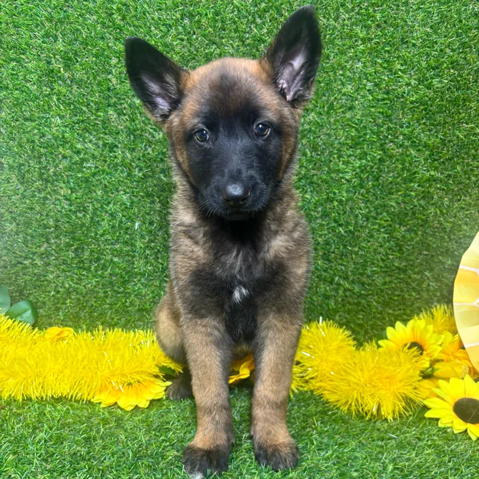 Female Belgian Malinois puppy named Tammy for sale at Puppy Dreams - Arlington.