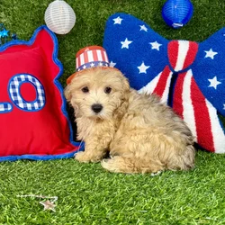 Male Morkie puppy named Milo for sale at Puppy Dreams - Arlington.