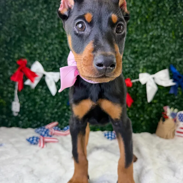 Female Doberman Pinscher puppy named Violet for sale at Puppy Dreams - Garland.