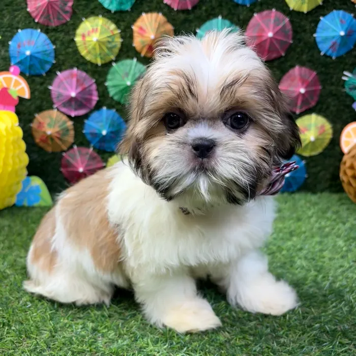 Male Shih Tzu puppy named Milo for sale at Puppy Dreams - Carrollton.