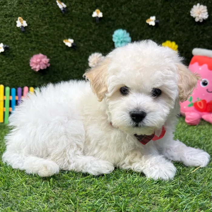 Male Bichon-Poodle puppy named Ollie for sale at Puppy Dreams - Carrollton.