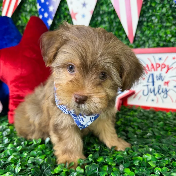Male Havashire puppy named Choco for sale at Puppy Dreams - North Richland Hills.